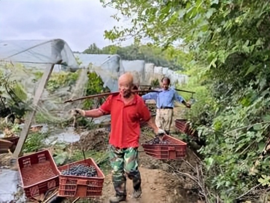 红安县觅儿寺镇尚古山村,红安觅儿寺镇尚古山村
