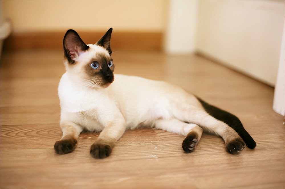 十大热门猫,2023年最热门猫咪排行榜