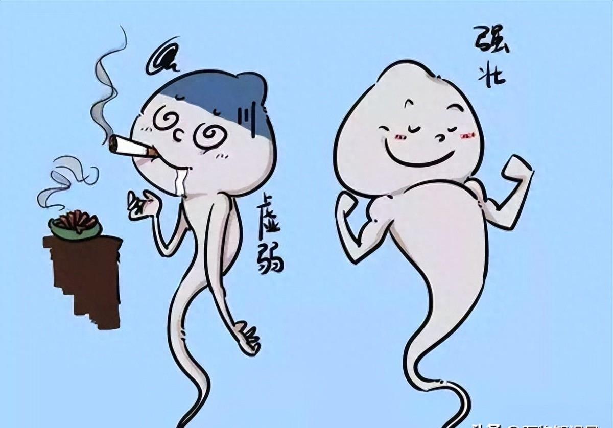 精子和卵子的神秘之旅,精子生命的历程