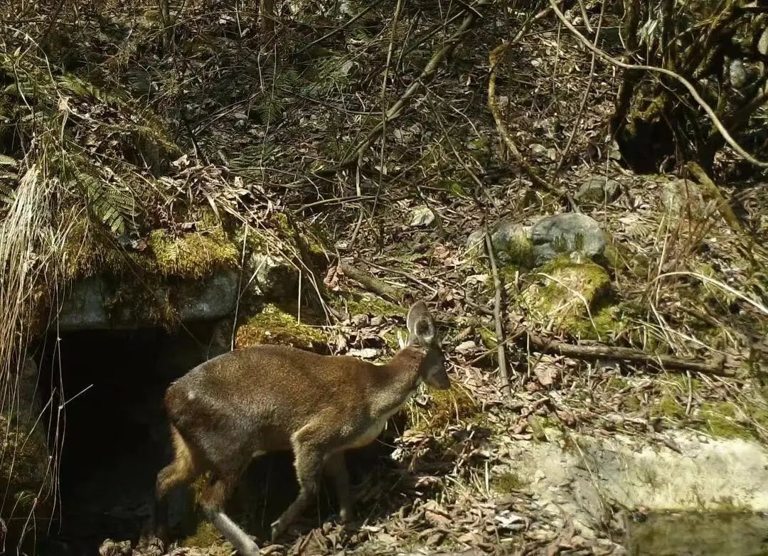 都江堰熊猫谷里的国宝,都江堰市大熊猫国家公园