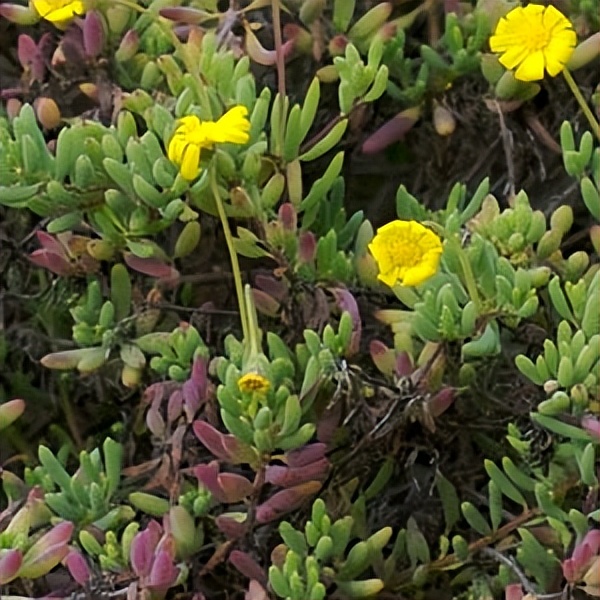 102个大类近500个多肉植物图片，都极其美丽，建议在家中也养一盆