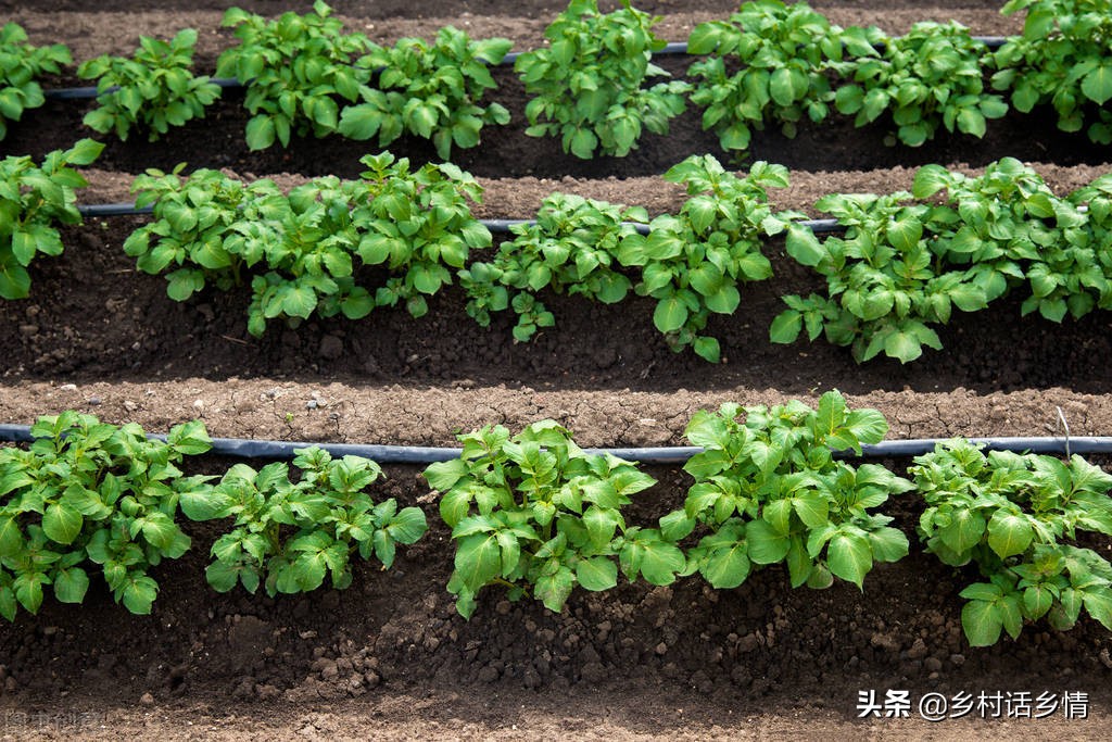 每年用这几个方法种土豆,长得不但个大光滑,产量也真就是高