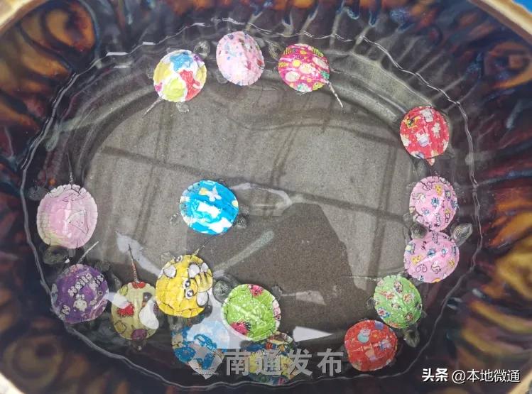 蜜袋鼯宠物飞天鼠,神奇蜜袋鼯萌宠