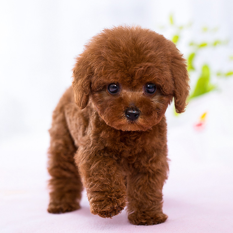 辨别泰迪真假视频,泰迪的智商和纯不纯有关系吗