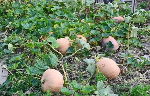 南瓜秧旺长不结瓜怎么办,黄瓜南瓜丝瓜的花多半都不会结果