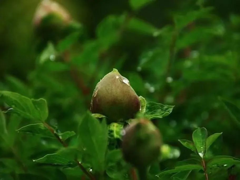 国色天香牡丹花魏紫,国色天香魏紫