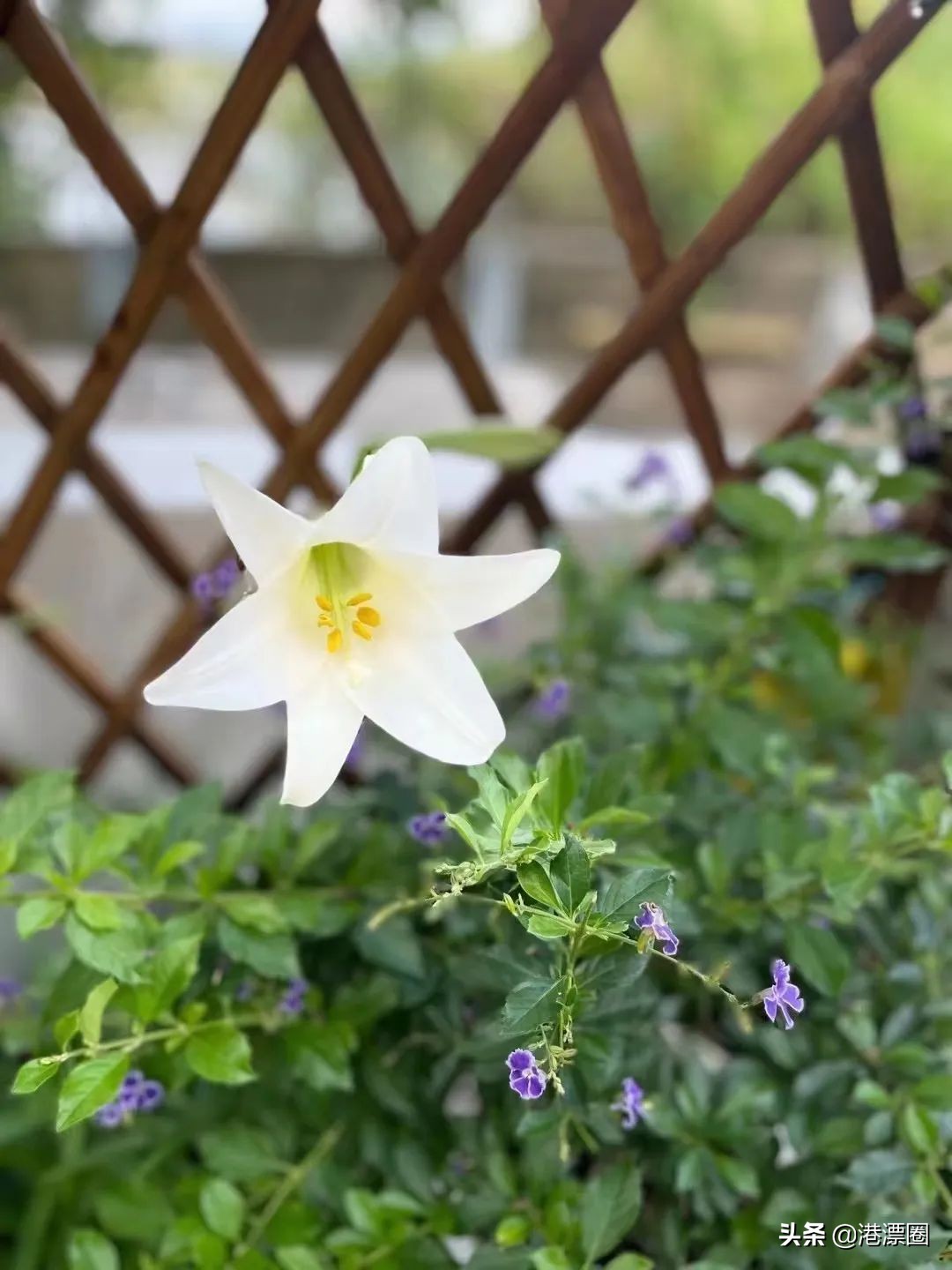 我在香港搬进一个带花园的房子后，直接瘦了六斤……