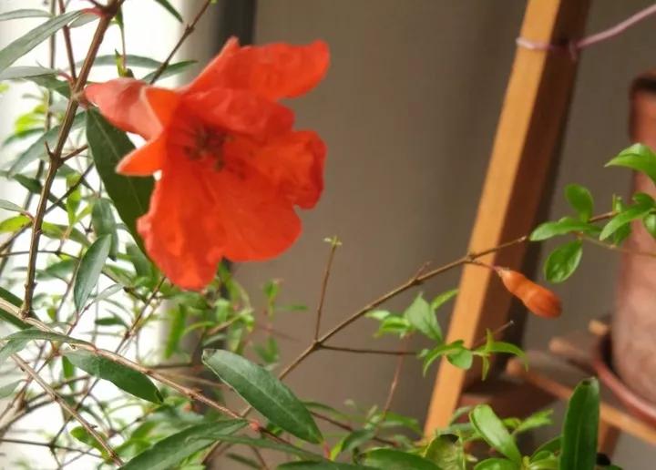 山楂都有什么功效和作用,山楂都有哪些功效和作用禁忌