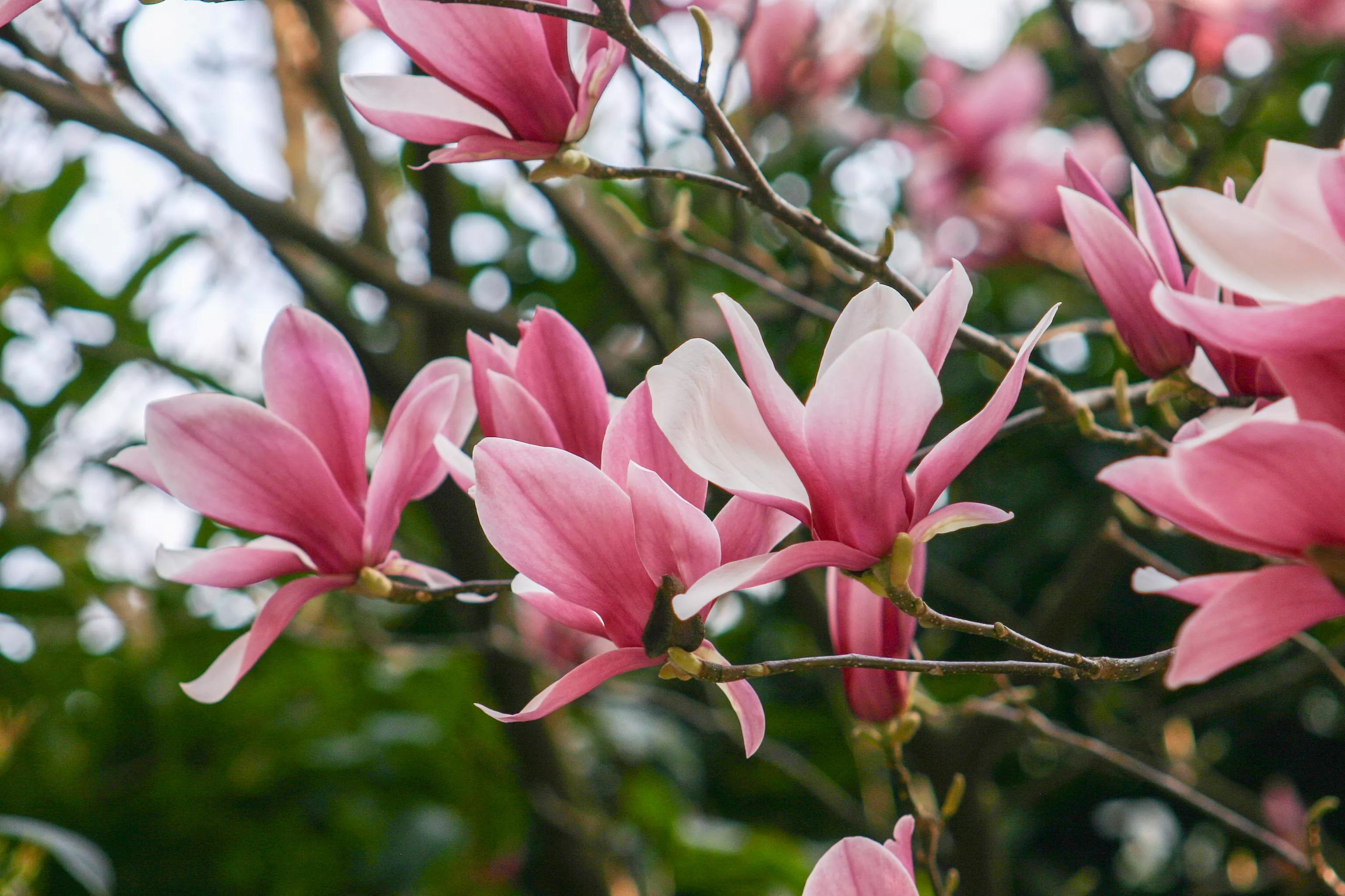佳能入门机器能拍出好照片,佳能300d入门级