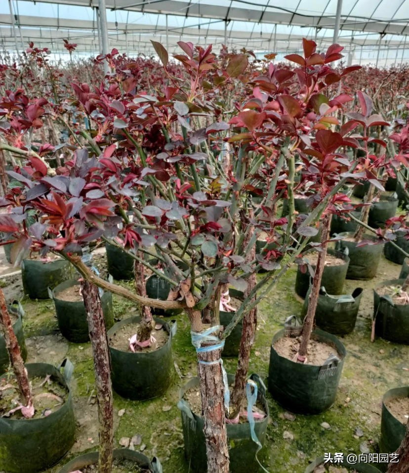 月季嫁接月季哪种方法成活率高,给野月季嫁接微月季有市场前途吗