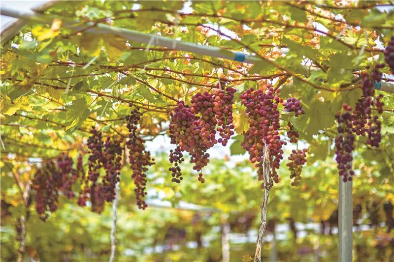 四川雅安糖心苹果自然采摘,雅安苹果采摘