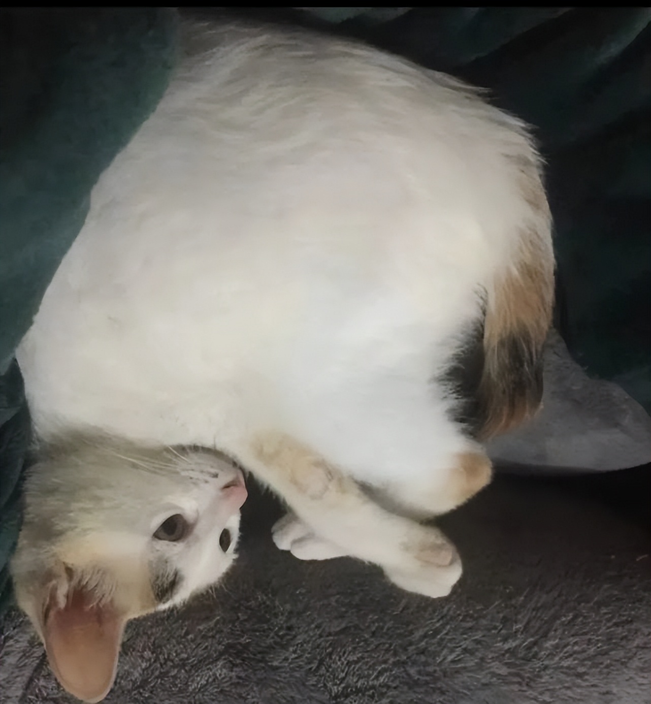 猫咪得猫癣人怎么办,猫咪得了猫癣人怎么办