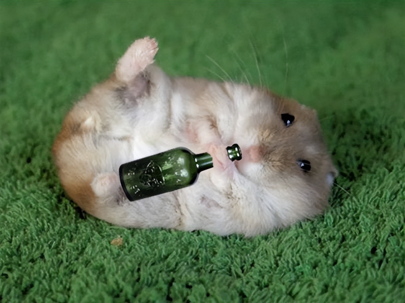 萌萌的仓鼠合集,活力的萌萌仓鼠