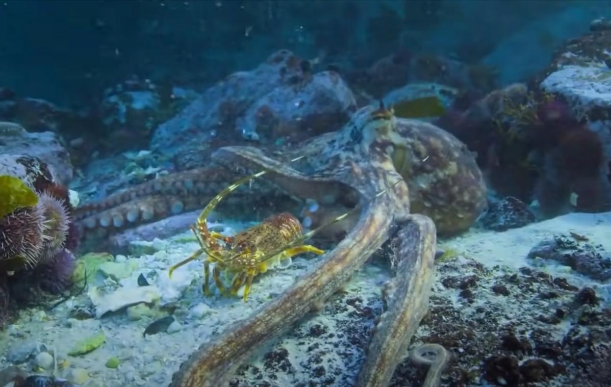 智商超群的章鱼,可能来自外星?为何它们交尾后会选择自杀?