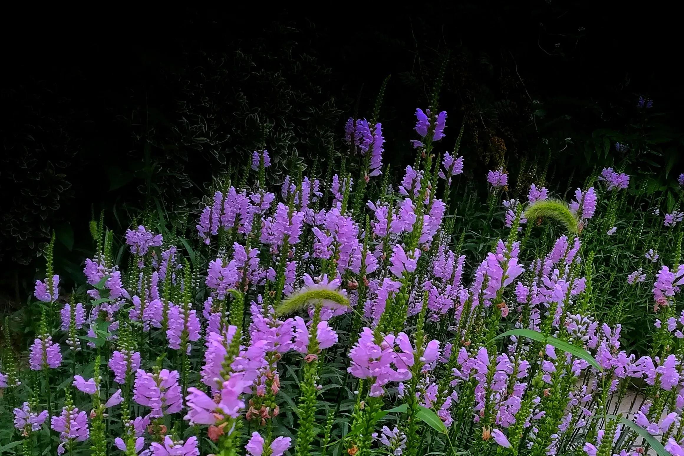 百花酿诗韵芬芳留人间（一）