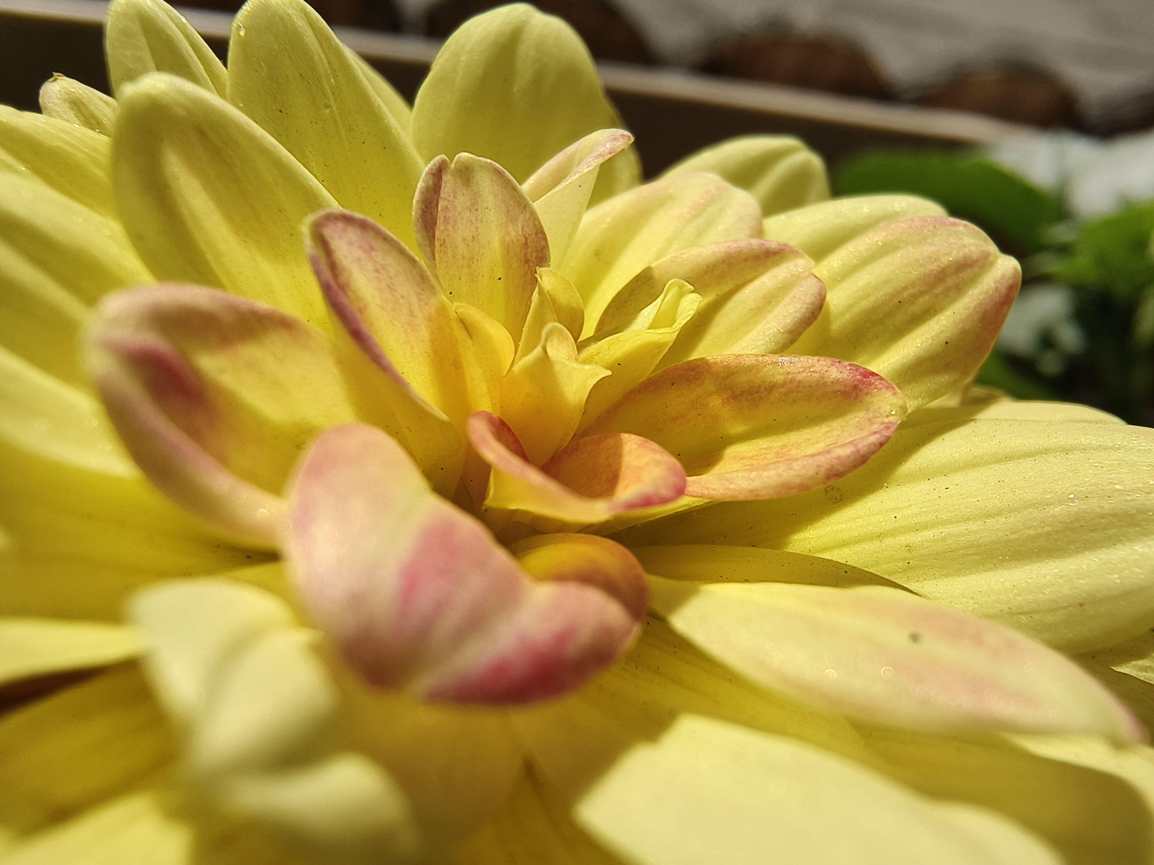 vivox80天玑9000版吃鸡测评,vivox80天玑9000芯片怎么样