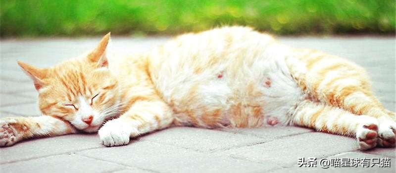 怎样辨别母猫怀孕,如何分辨母猫是否怀孕