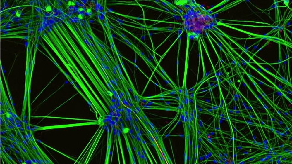 周围神经损伤的分类及潜在治疗方法