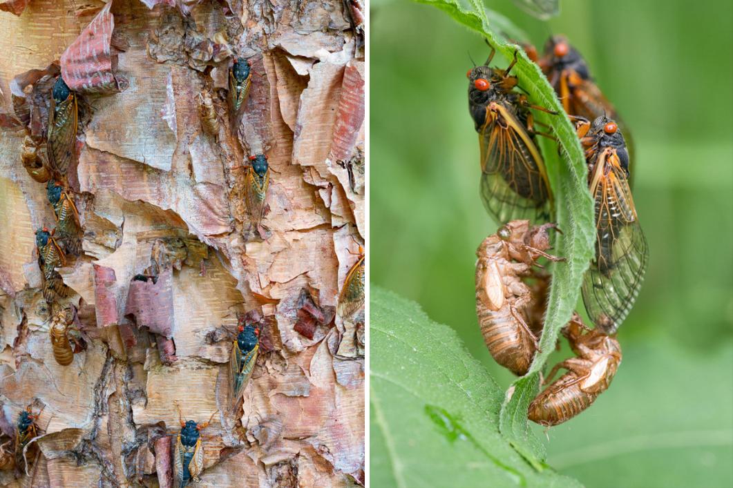 在美国知了猴泛滥,中国人在美国吃知了猴