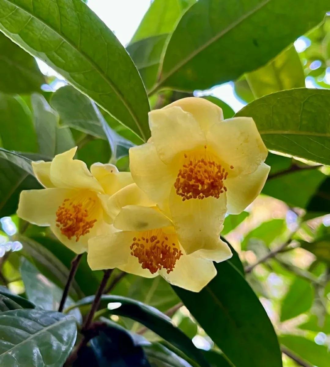 这3种花越老越好,一个家庭必须养的十种花