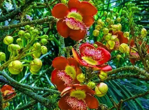 神圣的菩提花开，光彩夺目，尘埃不染，浮生若茶