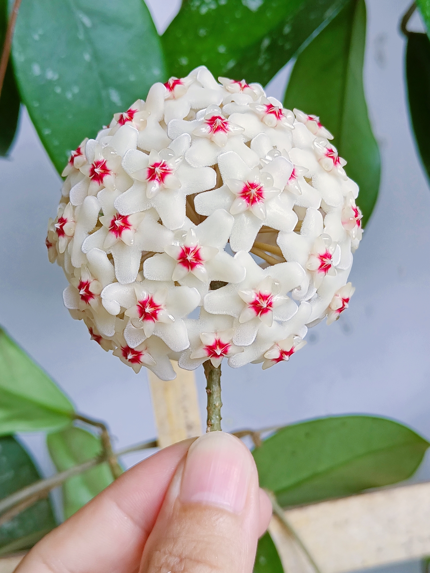 球兰最爱开花的品种,球兰哪个品种最爱开花呢