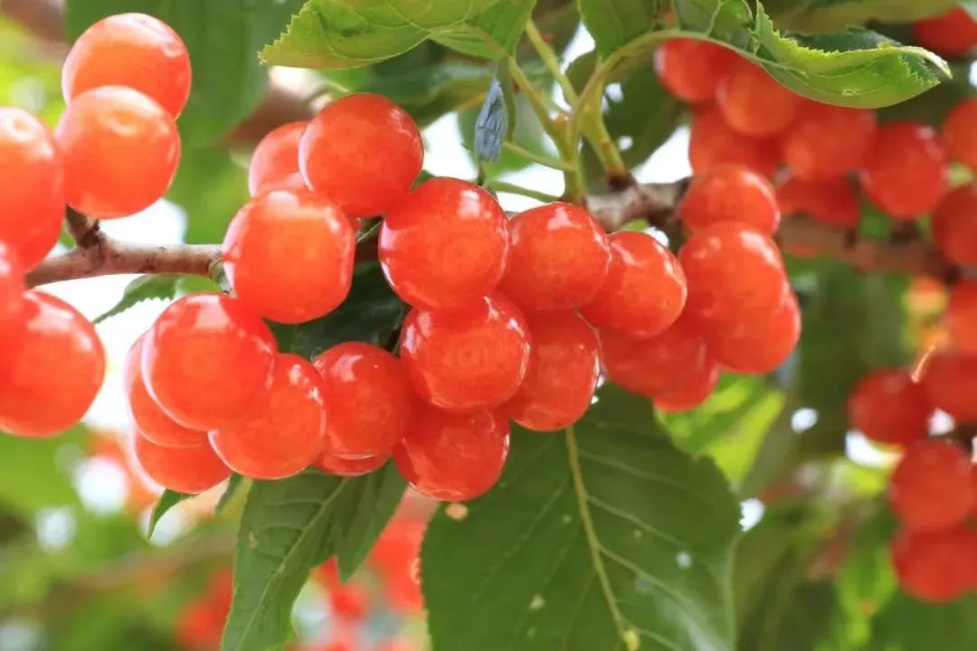 西昌文旅 (四川西昌文旅)