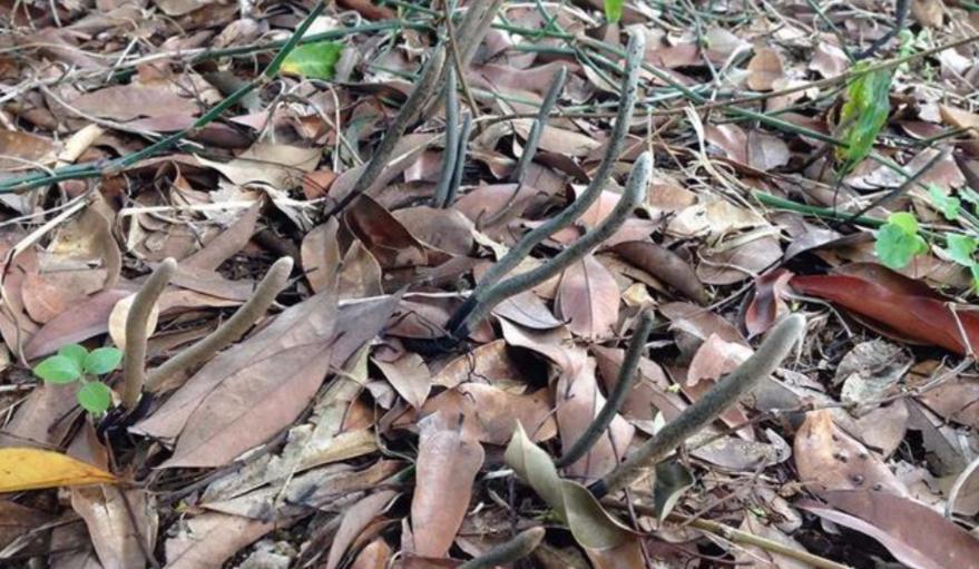 长在白蚁窝里的菌类,白蚁窝长什么蘑菇