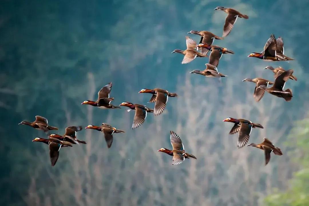来认识下成都的生物“家底”→