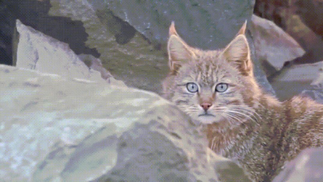 全球禁养！非洲最小的猫长什么样？猫科里最会捕猎的“杀戮机器”