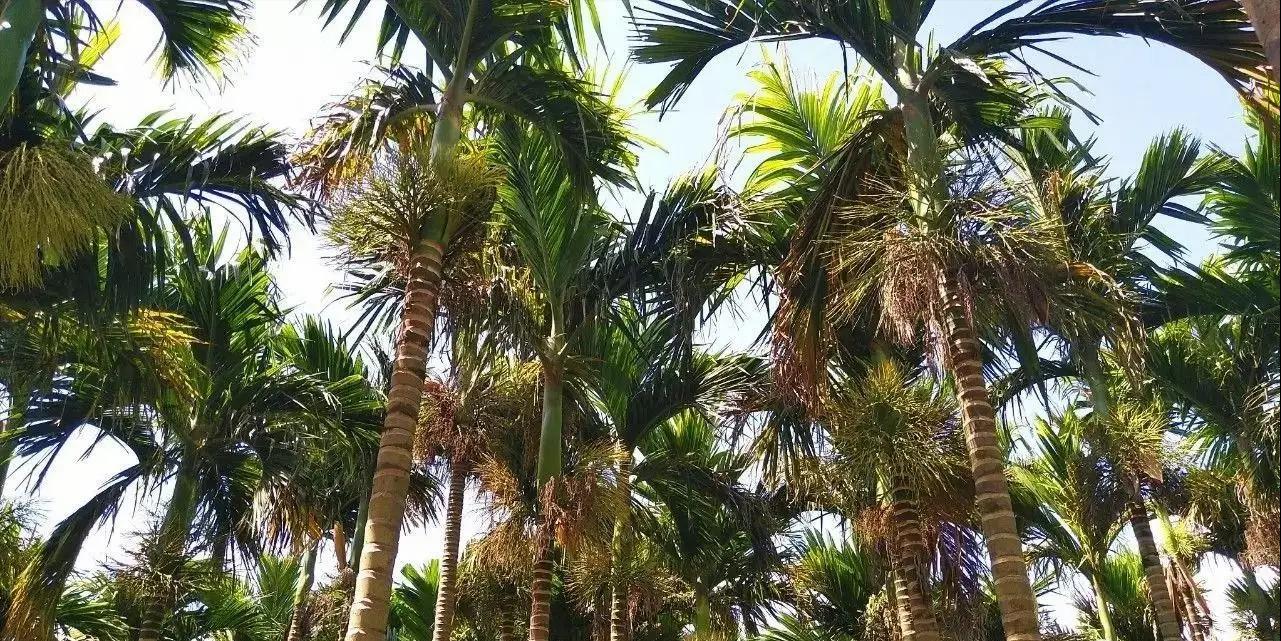 槟榔是不是一级致癌物质,槟榔国家公认一级致癌物