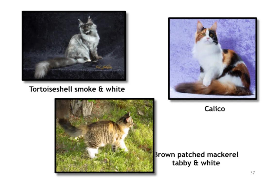 重点布偶和蓝白会配出缅因吗,天选猫耳为什么这么贵