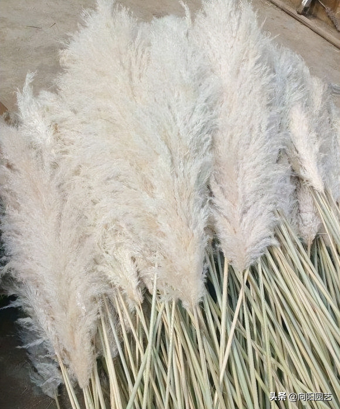 芦苇能卖多少钱,芦苇可以卖多少钱