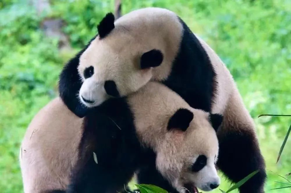 栾川避暑度假哪里吃住最舒心,洛阳栾川旅游度假攻略