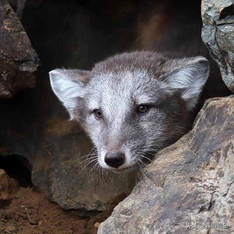 荒野生存十大绝望手段,荒野求生不是一件轻松的事情