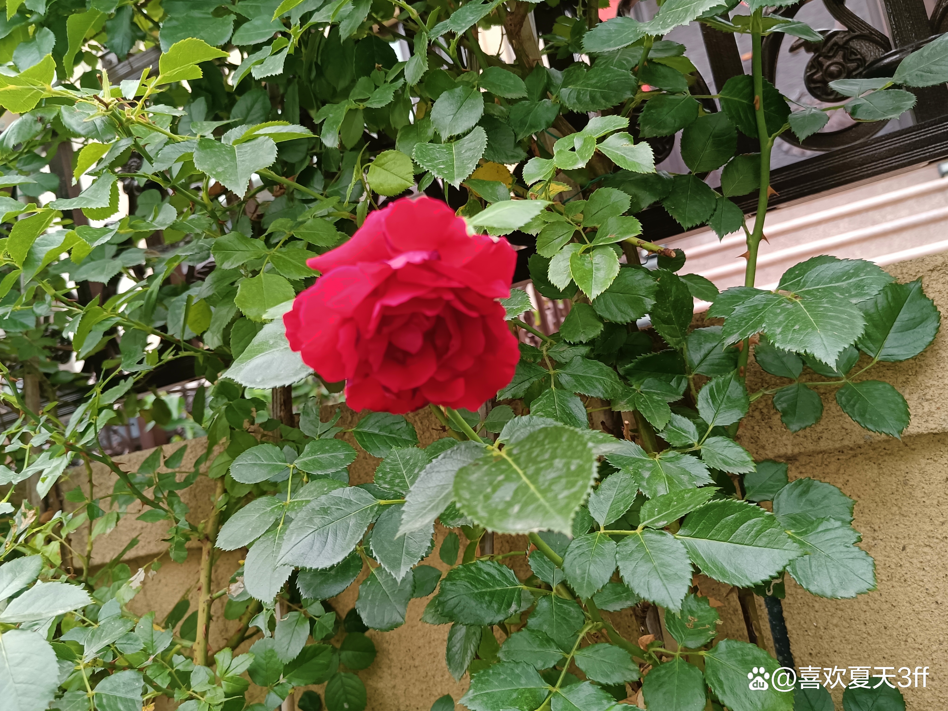 六月的鲜花绚丽多彩,七月的鲜花格外的娇艳