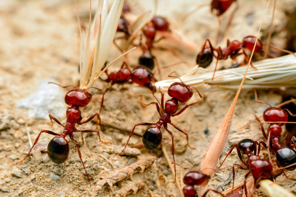 野外活动用什么药防蚊子,夏天户外出游要警惕这种虫子