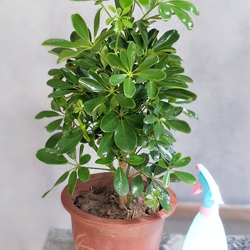 好运又吉利的花,夏季十大喜庆的花