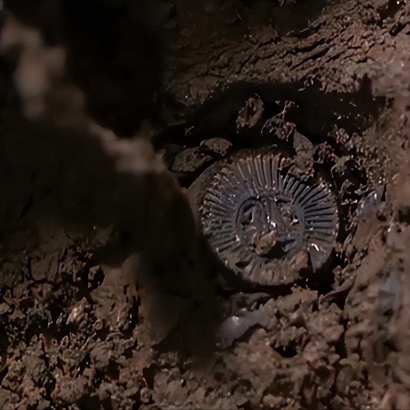 鍥涘窛鏉戞皯涓瘨,鍥涘窛鍐滄埛涓瘨