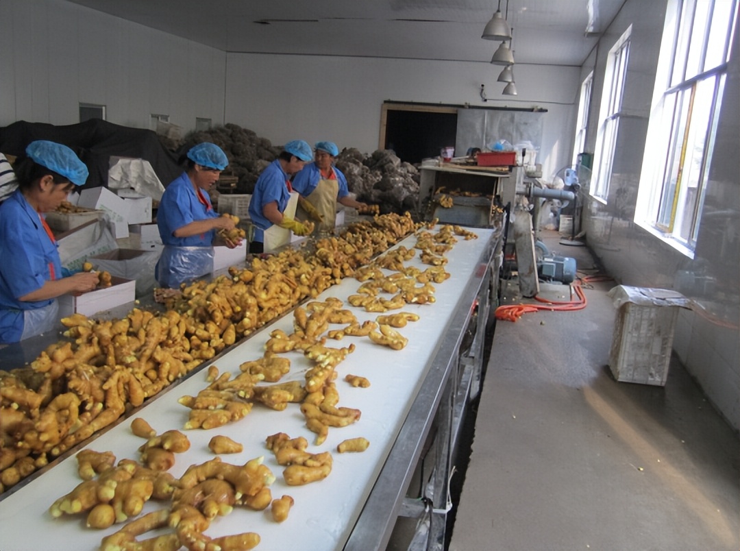 重庆小伙带领全村种生姜创业视频,农民返乡创业种生姜收益可观