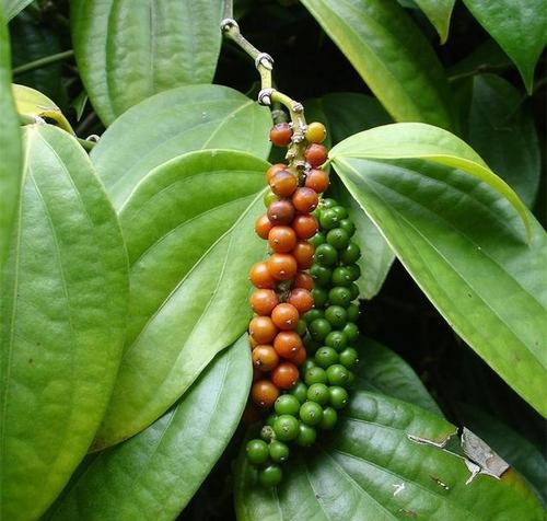 胡椒的特性和作用,胡椒的用途和吃法