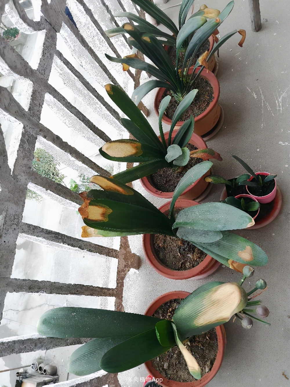 君子兰夏天怎么养才能更旺盛一些,君子兰夏季怎么养才能更旺盛