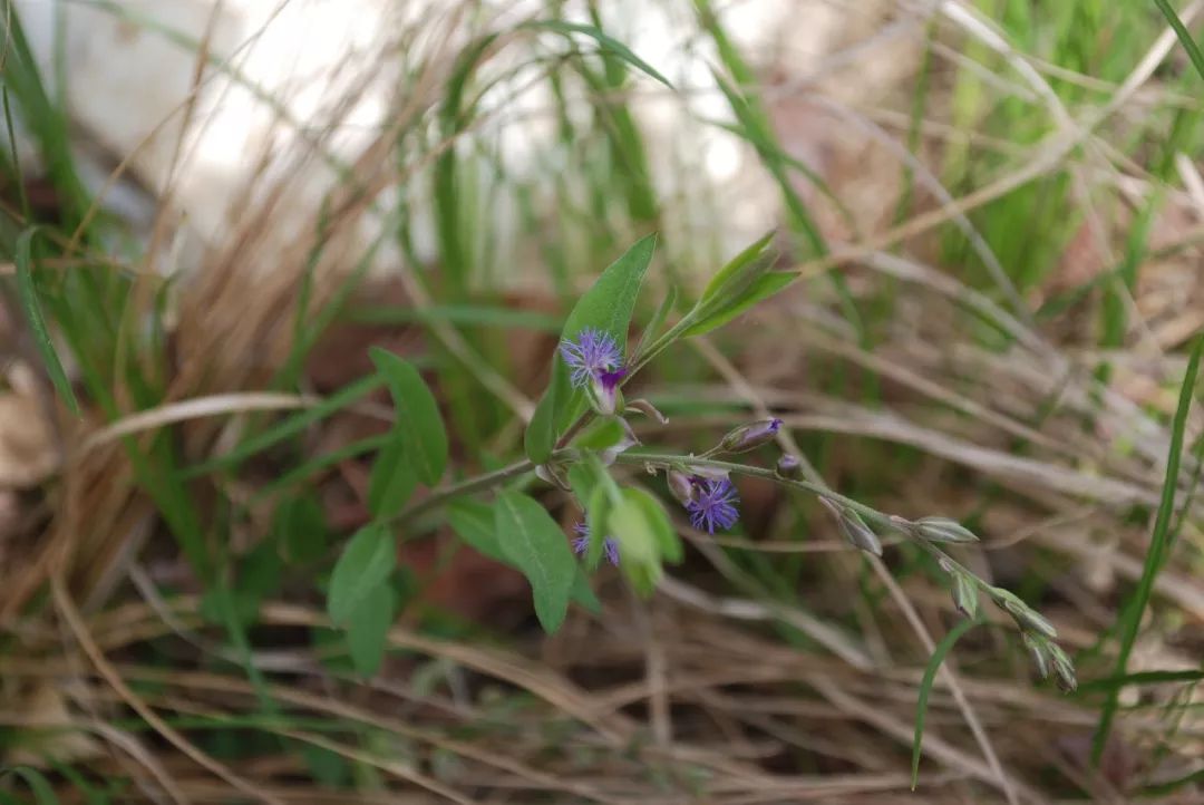 150种常见药用植物大全,150余种常见药用植物花期组图