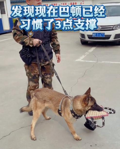 警犬巴顿有多凶猛,帅网红警犬巴顿训练视频