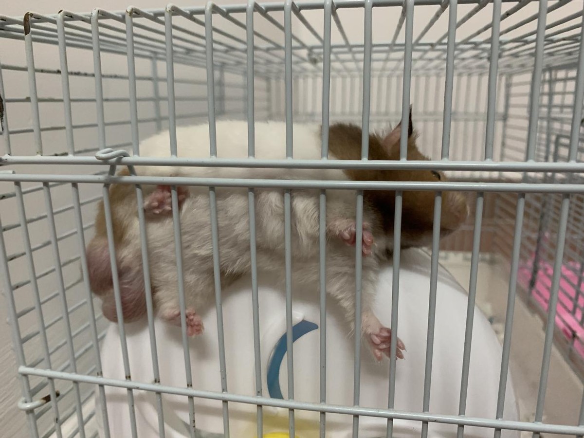 家养仓鼠会有新冠病毒吗,新冠疫情下如何做好预防