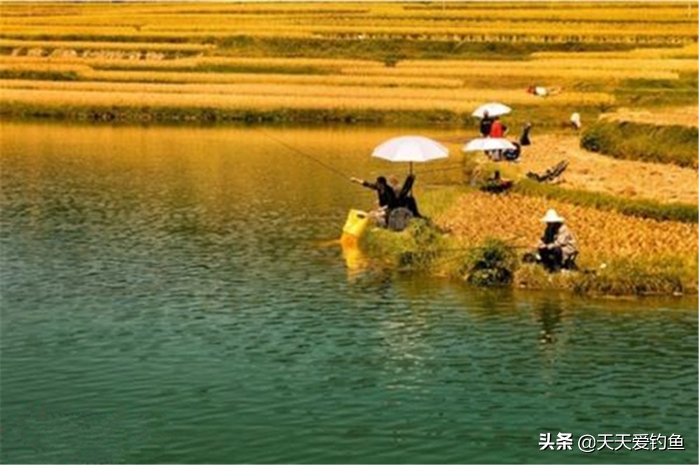 四季野钓，什么风向鱼最好钓？不管北风还是南风，都可能是爆护天