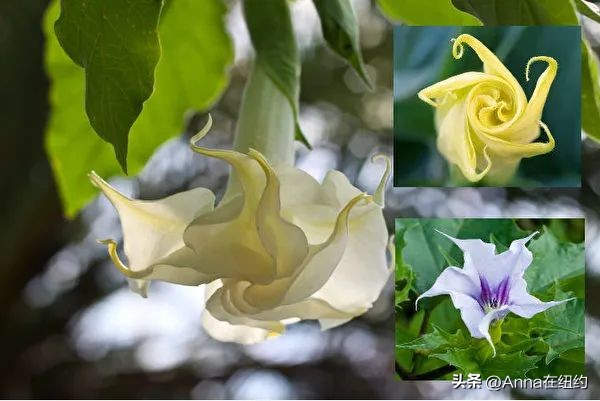 四种最毒的毒草,最毒的六种毒草