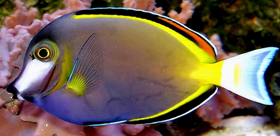 海缸入门花费多少,海缸入门推荐