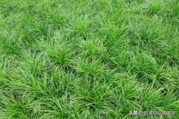 景观园林设计草坪作用,草坪景观设计原则