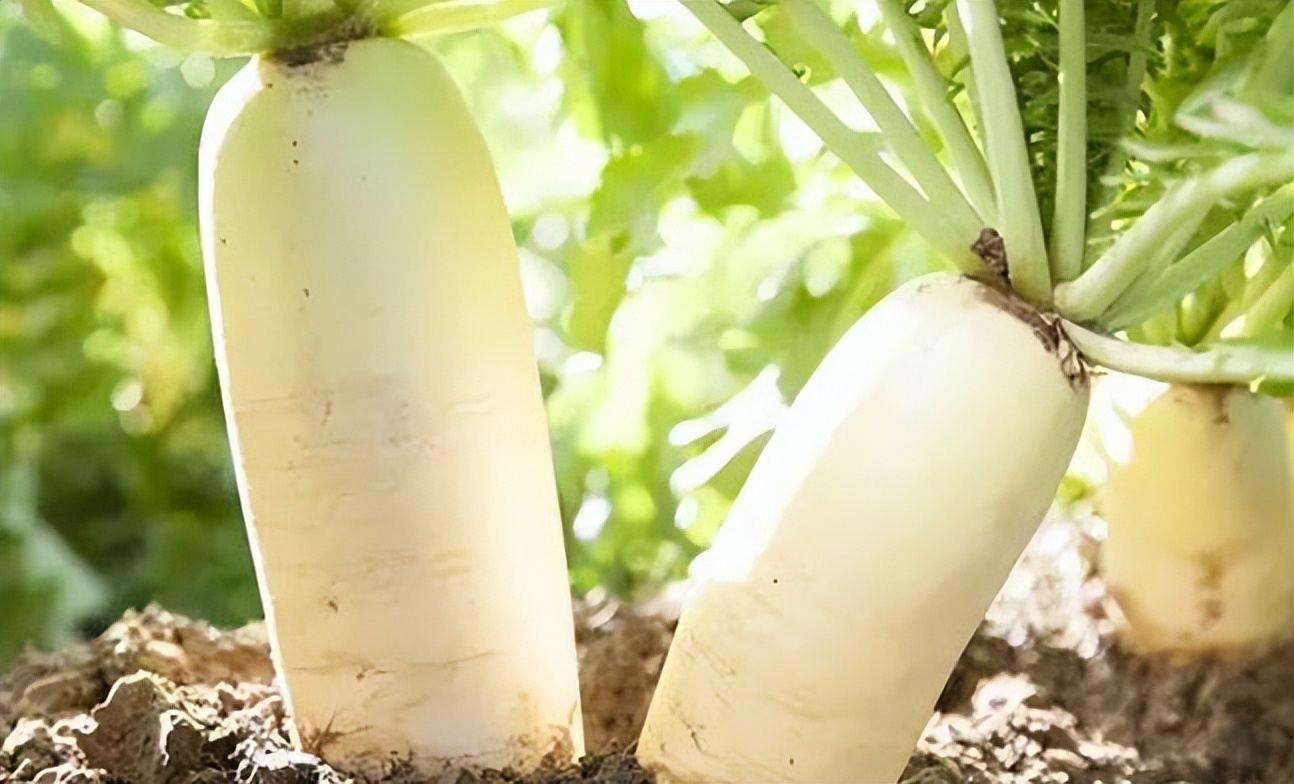 肠胃不好吃什么水果,伤胃的水果胃不好的人要少吃